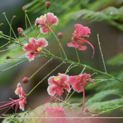 Article_images-5-1