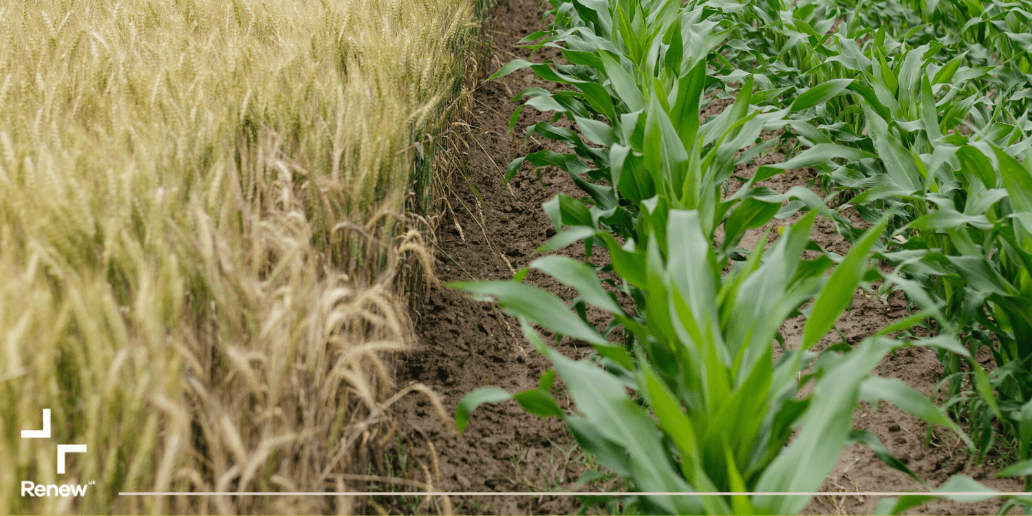Gene editing - dicing with the future of our food